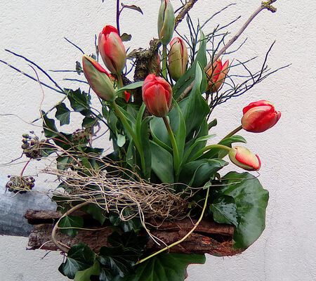 Tulpen vegetativ gewachsen